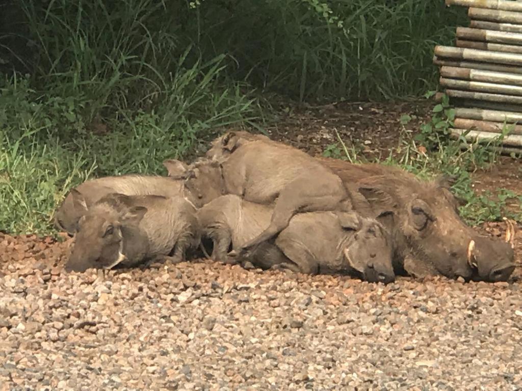 515 On Warthog By The River Marloth Park Eksteriør billede