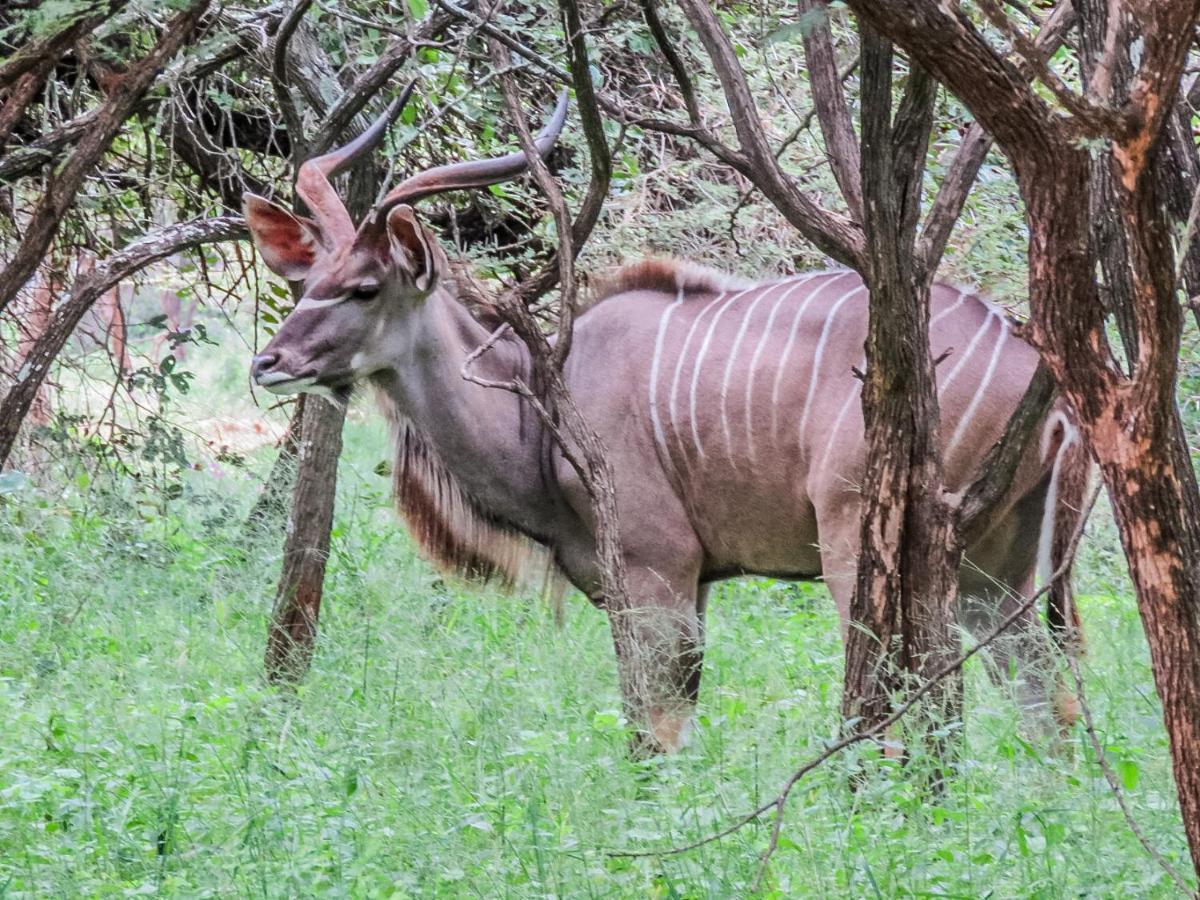 515 On Warthog By The River Marloth Park Eksteriør billede